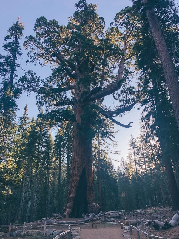 Grizzly Giant in Mariposa Grove, bmeteor.aiodimecu.cf