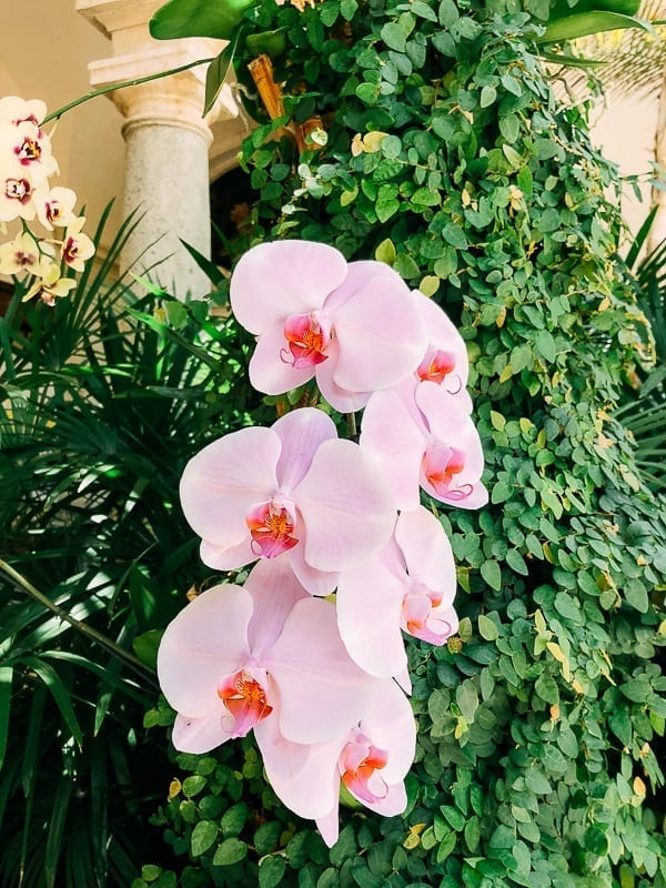 Pink Orchids, bmeteor.aiodimecu.cf
