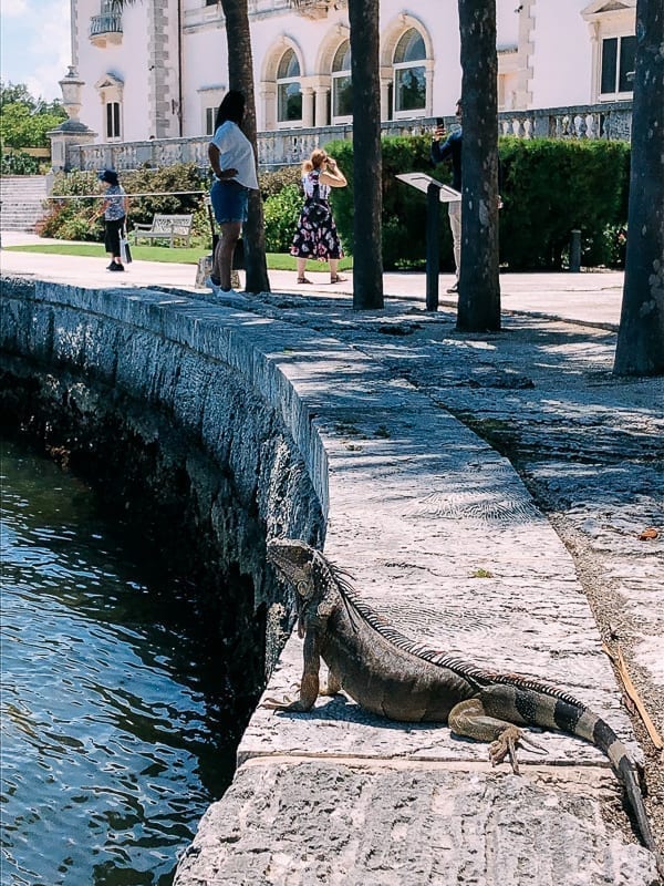 Iguana at Vizcaya, bmeteor.aiodimecu.cf