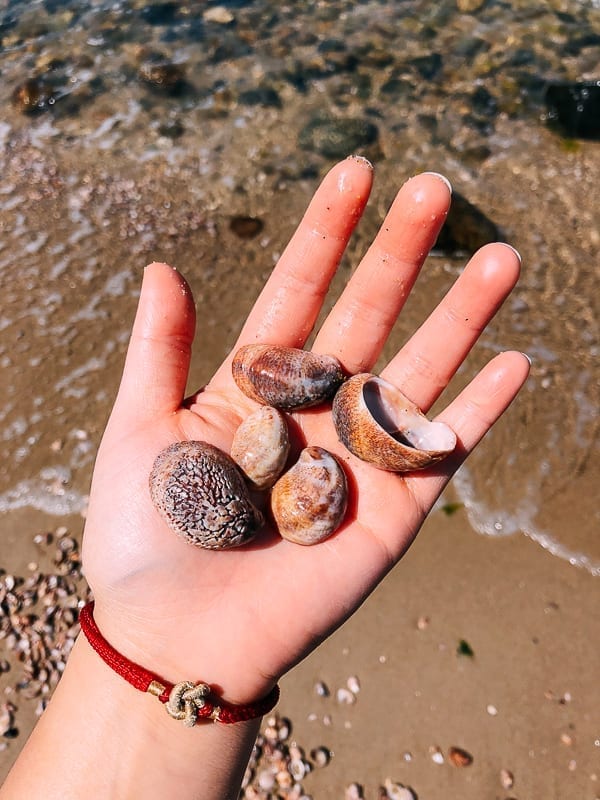 Finding sea shells on the beach, bmeteor.aiodimecu.cf