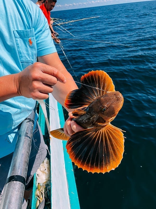 Catching a sea robin, bmeteor.aiodimecu.cf