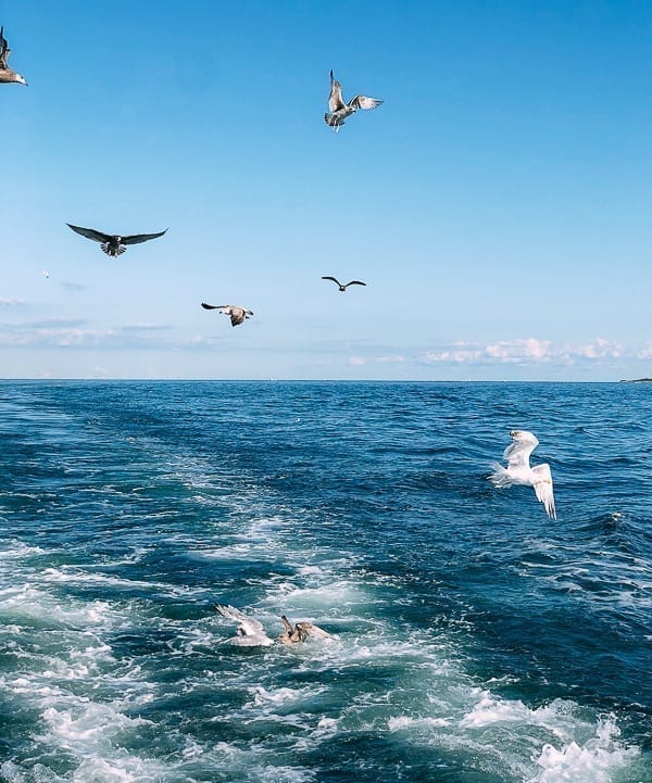 Seagulls snatching fish scraps off boat, bmeteor.aiodimecu.cf