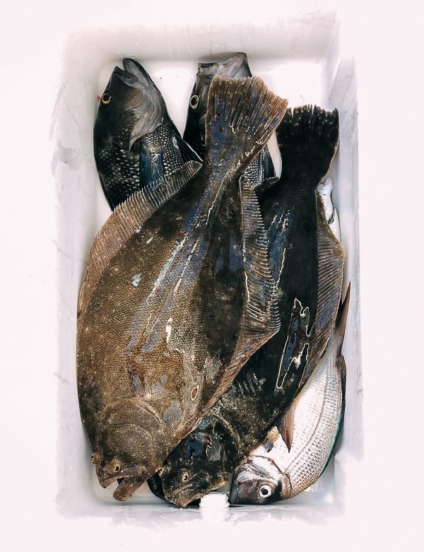 Catch of the day, fluke, seabass, and porgies, bmeteor.aiodimecu.cf