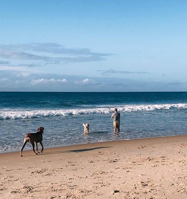 Surf fishing with dogs, bmeteor.aiodimecu.cf