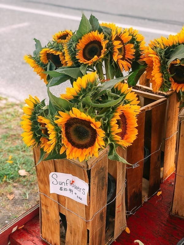 Sunflowers, bmeteor.aiodimecu.cf