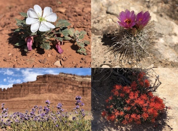 Canyonlands White Rim trail Spring wildflowers by bmeteor.aiodimecu.cf