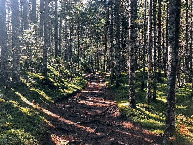 Hike through forest in Barred Island Preserve, bmeteor.aiodimecu.cf