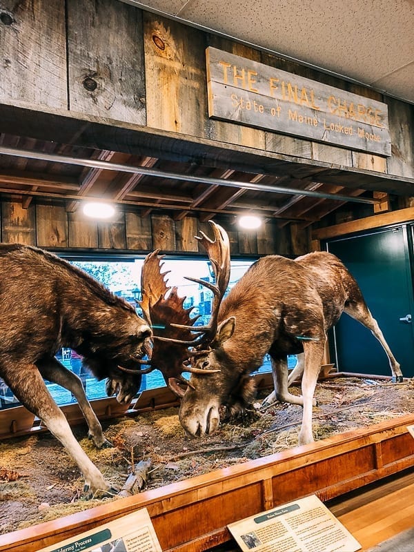 Moose Diorama at L.L. Bean Store in Freeport, bmeteor.aiodimecu.cf