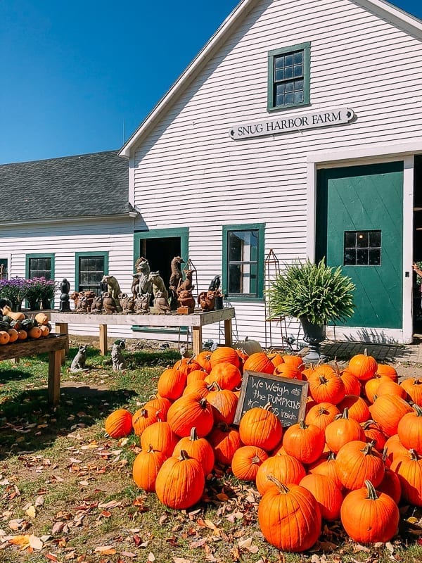 Pumpkins outside Snug Harbor Farm, bmeteor.aiodimecu.cf