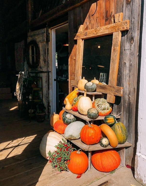 Pumpkins and gourds at Snug Harbor Farm, bmeteor.aiodimecu.cf