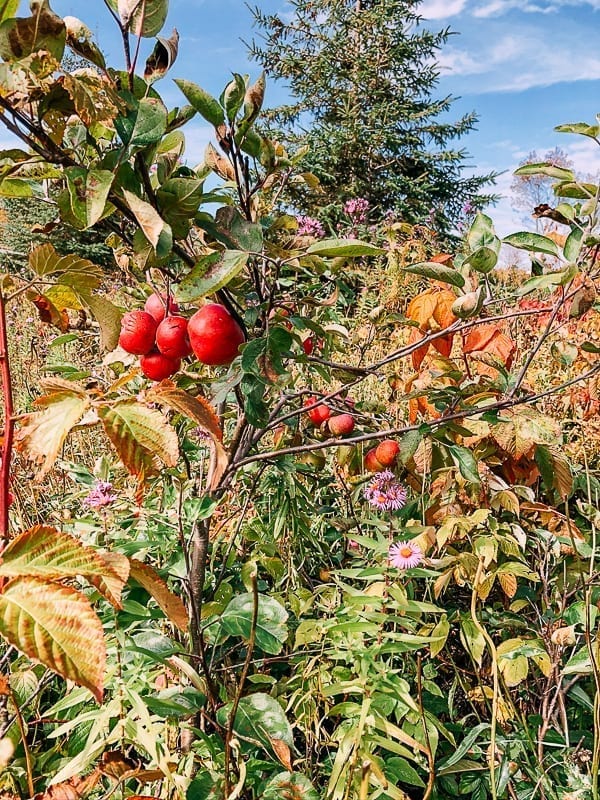 Wild apple tree, bmeteor.aiodimecu.cf