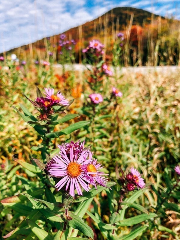 Wildflowers in meadow, bmeteor.aiodimecu.cf