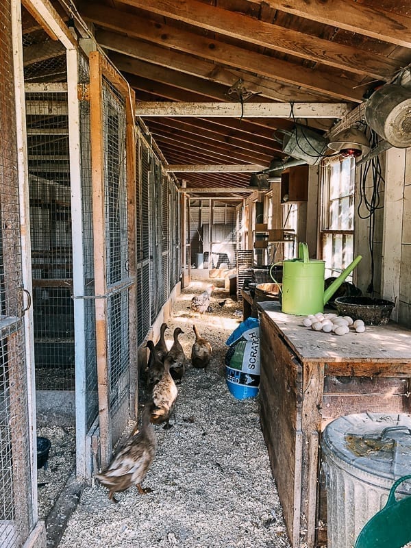 Ducks at Snug Harbor Farm, bmeteor.aiodimecu.cf