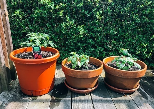 Potted tomatoes and herbs, bmeteor.aiodimecu.cf