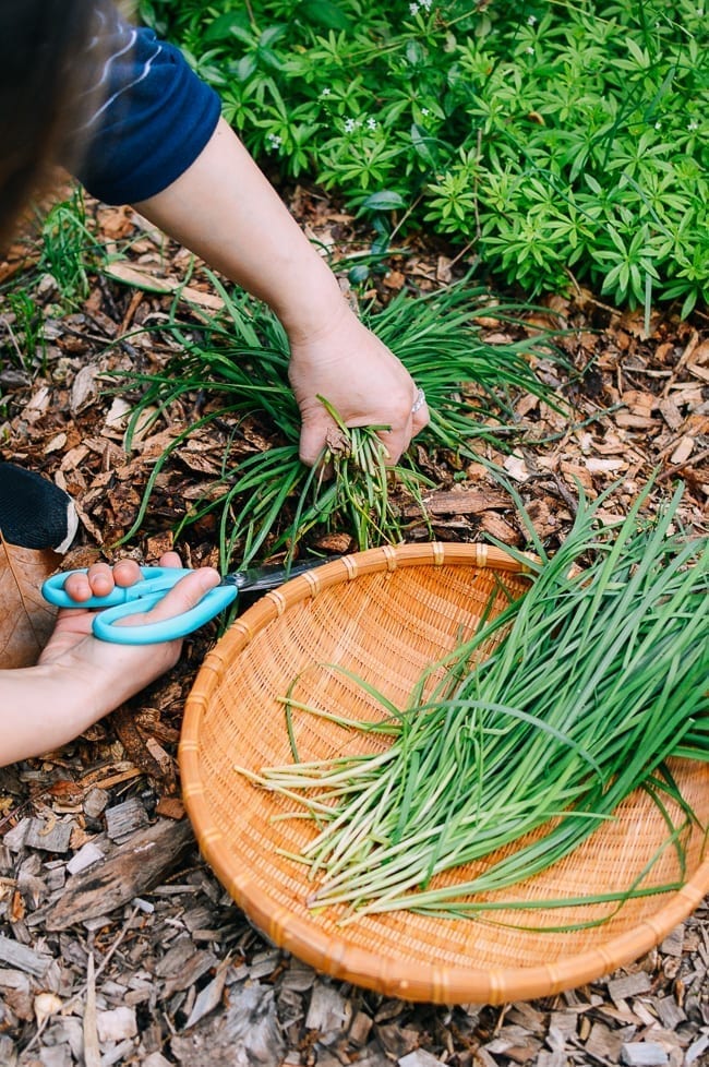 Harvesting Chinese Garlic Chives, bmeteor.aiodimecu.cf
