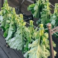 Drying and Preserving Kale Greens, bmeteor.aiodimecu.cf