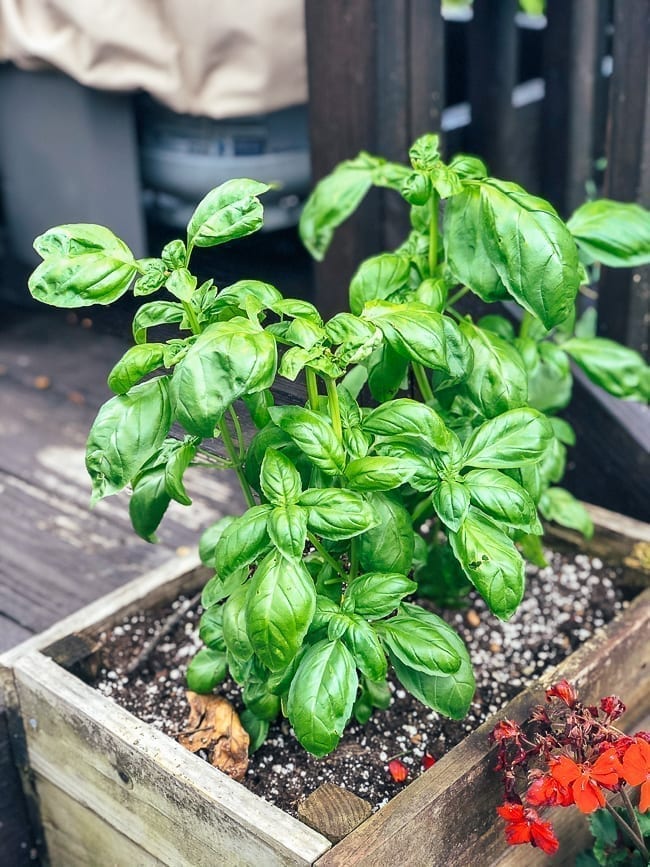 Italian Basil, bmeteor.aiodimecu.cf