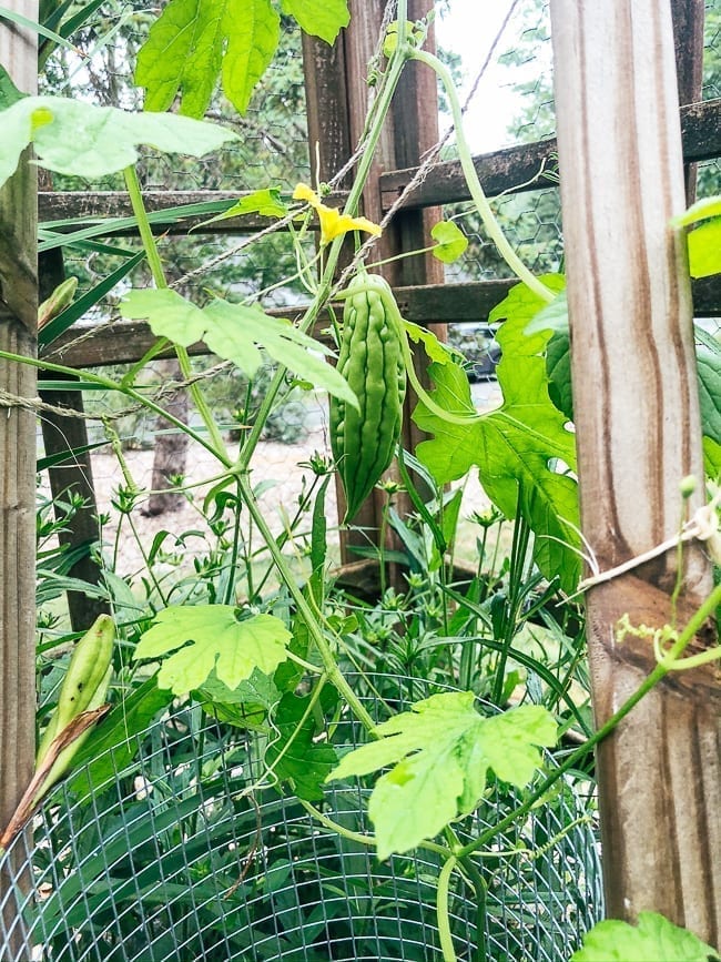 Bitter melon plant, bmeteor.aiodimecu.cf
