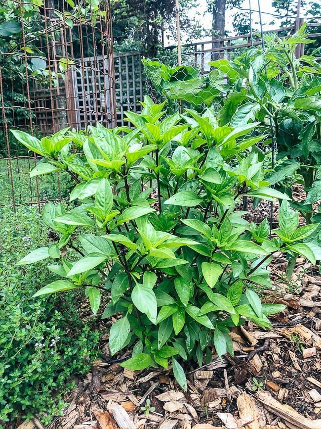 Thai basil plant, bmeteor.aiodimecu.cf