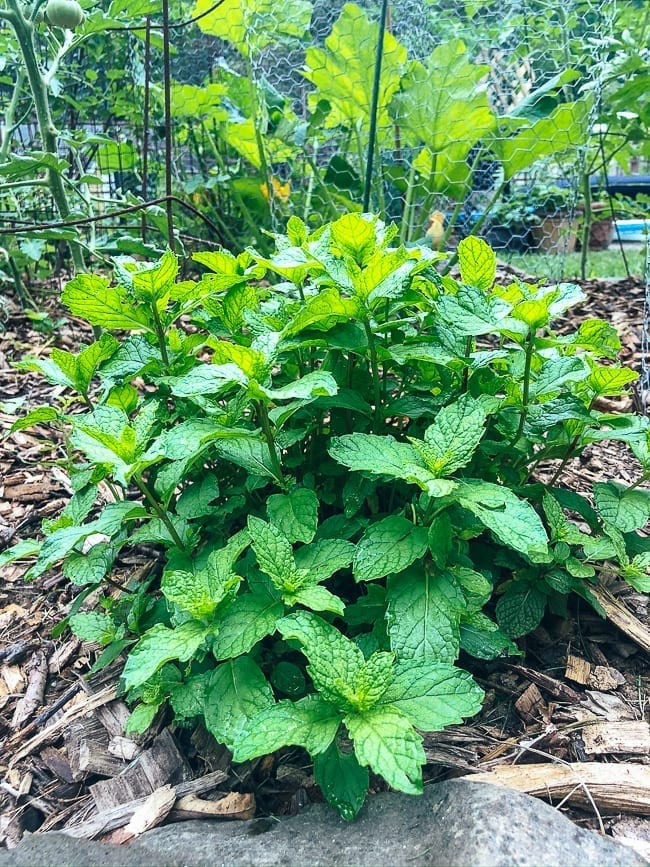 Mint plant, bmeteor.aiodimecu.cf