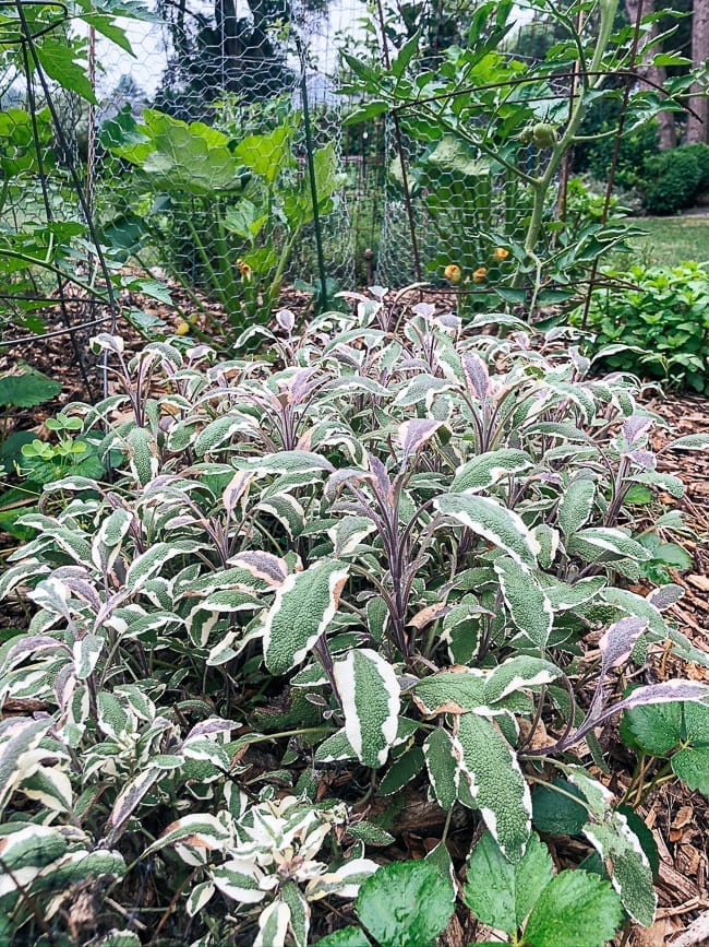 Sage, bmeteor.aiodimecu.cf