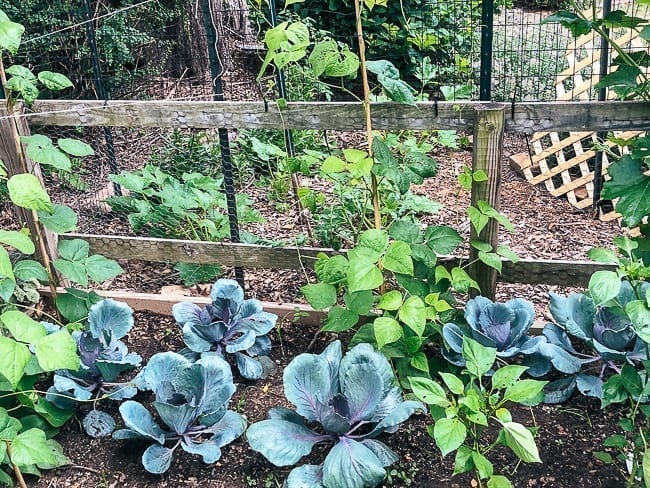 Red cabbage plants, bmeteor.aiodimecu.cf