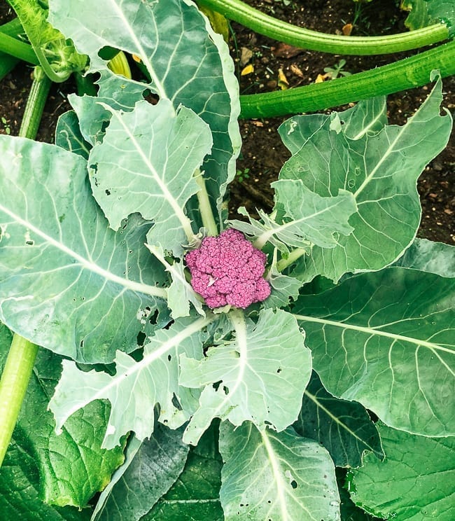 Purple cauliflower plant, bmeteor.aiodimecu.cf