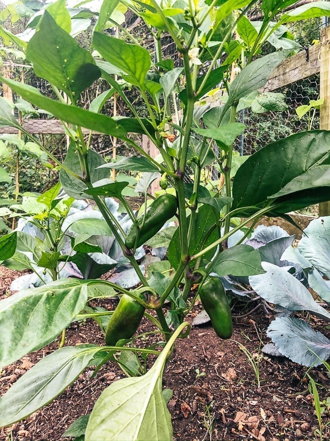Jalapeno plants, bmeteor.aiodimecu.cf
