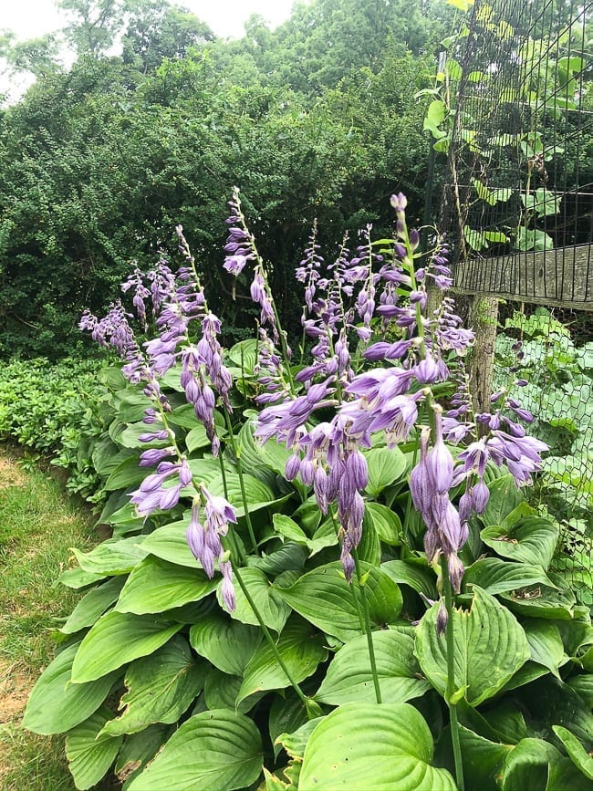 Flowering hostas, bmeteor.aiodimecu.cf