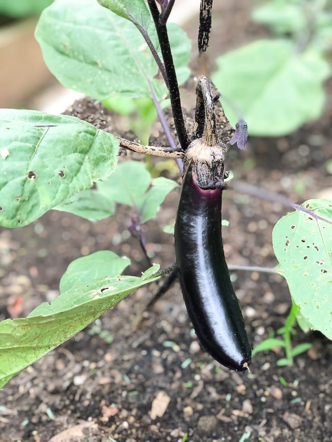 Japanese eggplant plant, bmeteor.aiodimecu.cf