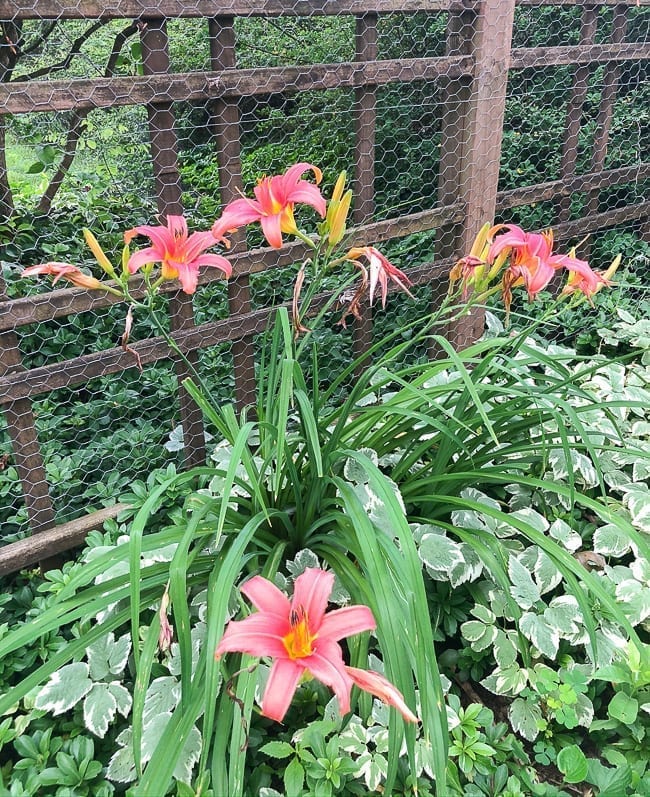 Pink lilies, bmeteor.aiodimecu.cf