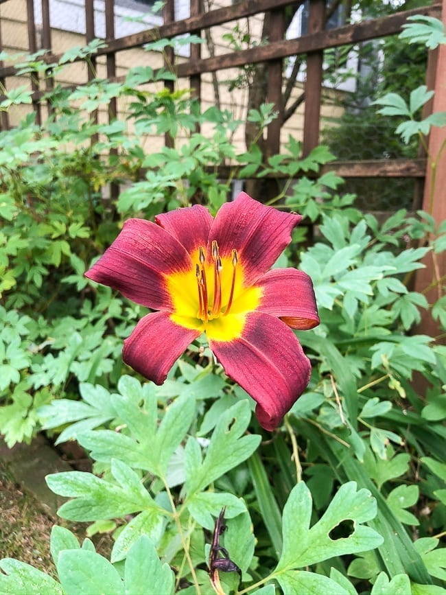 Lily flower, bmeteor.aiodimecu.cf