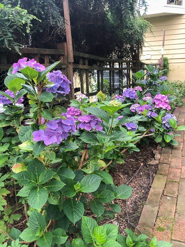 Hydrangea plants, bmeteor.aiodimecu.cf