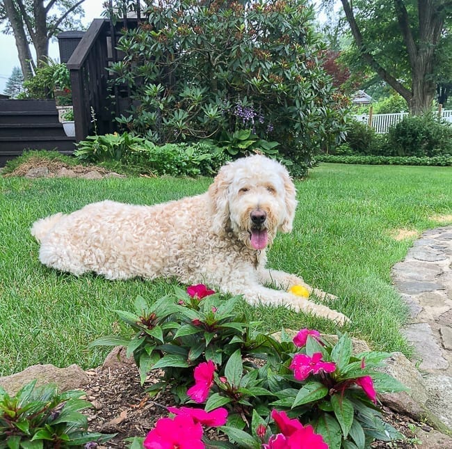 Barley the goldendoodle in the backyard, bmeteor.aiodimecu.cf