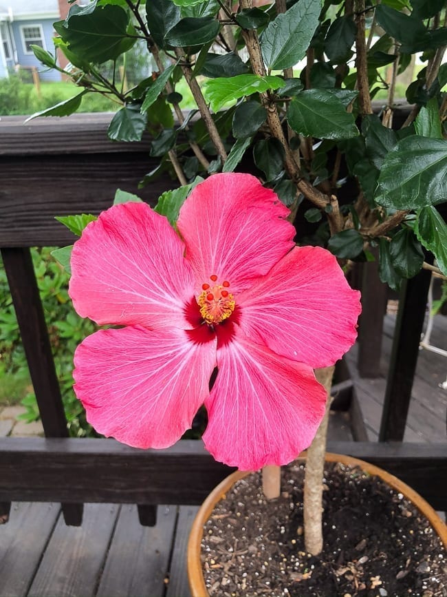 Pink hibiscus flower, bmeteor.aiodimecu.cf