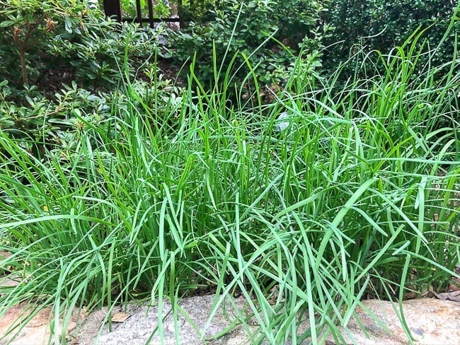 Chinese garlic chives growing in garden bed, bmeteor.aiodimecu.cf