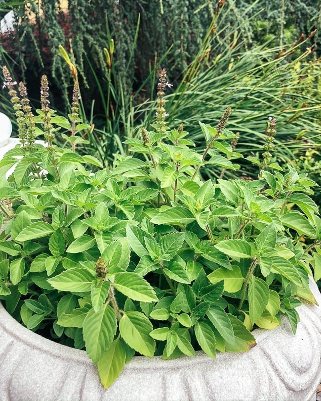 Holy basil plant, bmeteor.aiodimecu.cf