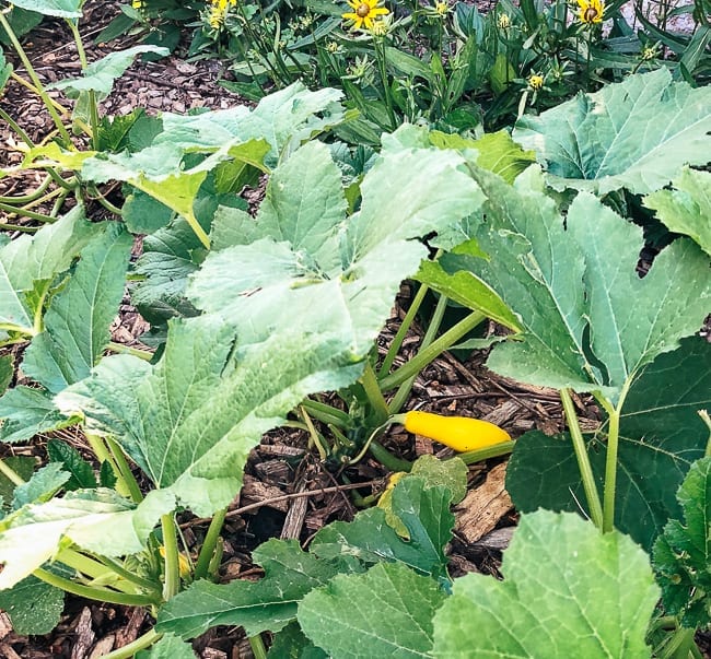 Yellow Squash plant, bmeteor.aiodimecu.cf