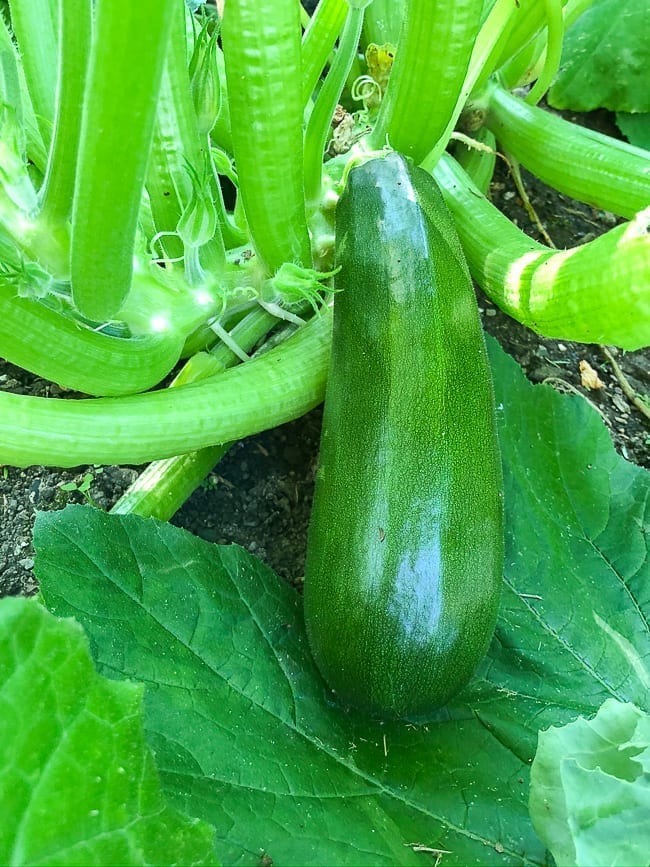 Garden Zucchini, bmeteor.aiodimecu.cf