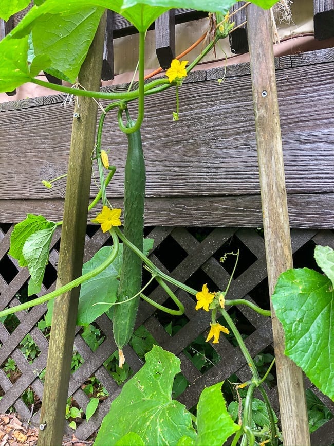 Cucumber plant, bmeteor.aiodimecu.cf