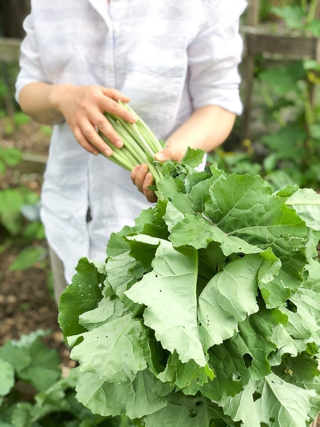 Kale harvest, bmeteor.aiodimecu.cf