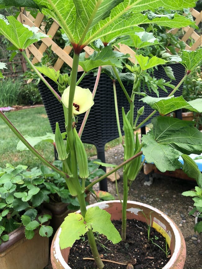 Okra plant in pots, bmeteor.aiodimecu.cf