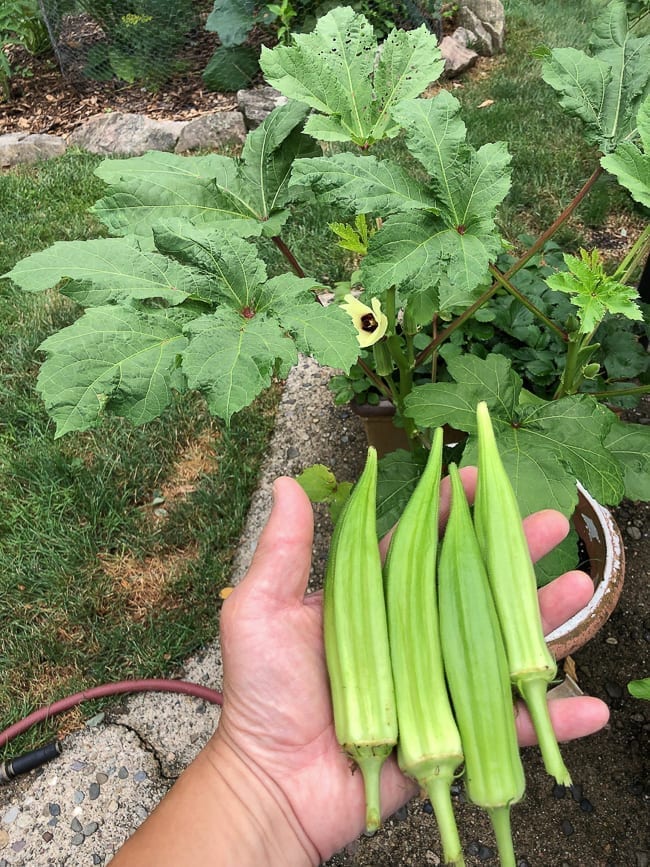 Home garden okra harvest, bmeteor.aiodimecu.cf