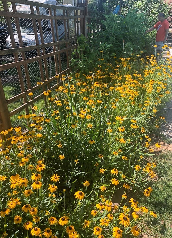 Black eyed susans, bmeteor.aiodimecu.cf