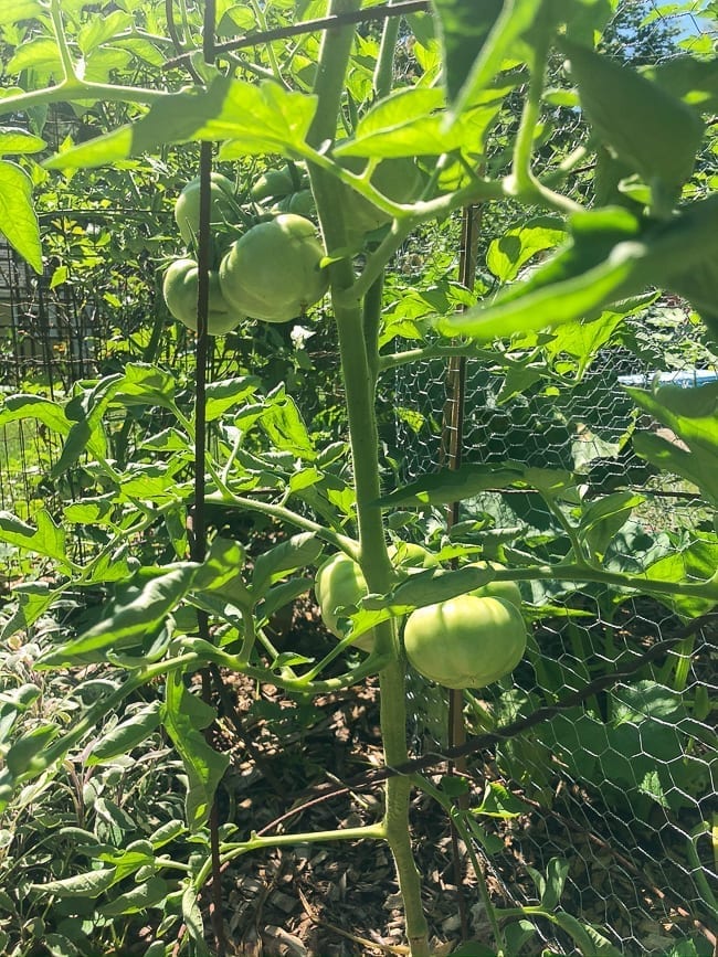 Green tomatoes, bmeteor.aiodimecu.cf