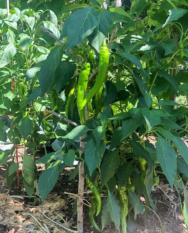 Long Hot Peppers, bmeteor.aiodimecu.cf