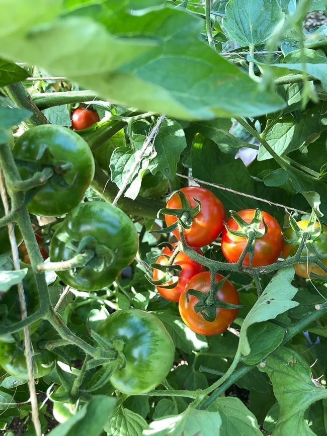 Cherry tomato plant, bmeteor.aiodimecu.cf
