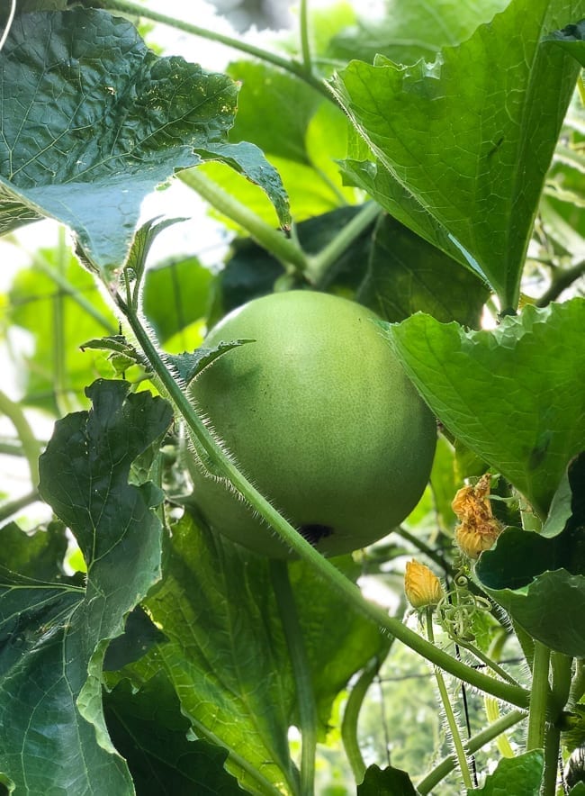 Winter melon plant, bmeteor.aiodimecu.cf