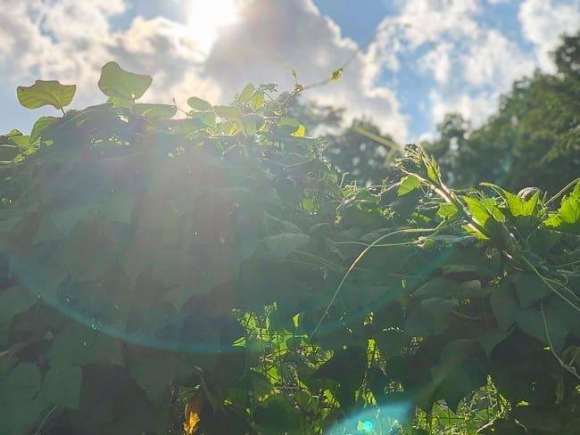 Bean vines, bmeteor.aiodimecu.cf