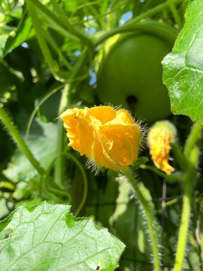 Winter melon flower, bmeteor.aiodimecu.cf